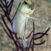 jawfish_yellowhead_bcf_nwp_v_0075_tci2000.jpg